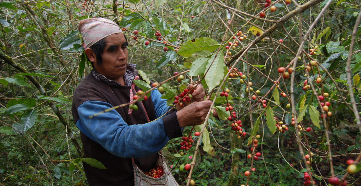Cuetzalan, Puebla, Mexico. Indigenous campesinos harvesting coffee. Member of the Tosepan Titataniske (United We Will Overcome), a fairtrade coop.