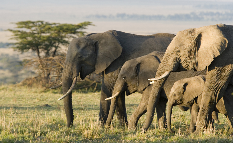 African elephants on the Masai Mara, Kenya, Africa 