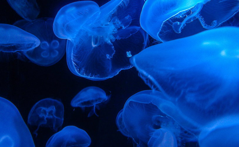 Illuminated jellyfish group swimming underwater  