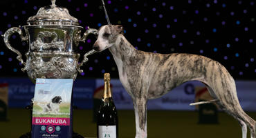 Tease, the Whippet, after she was named Supreme Champion during the final day of Crufts 2018 at the NEC in Birmingham 