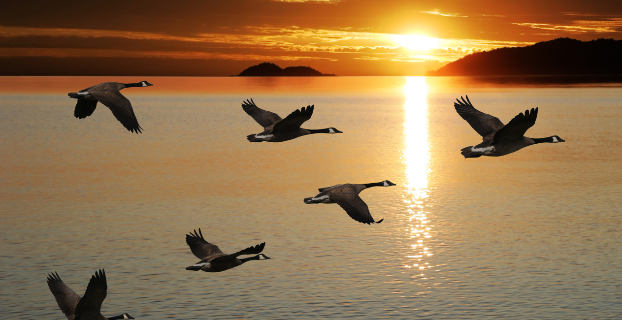 Migrating Canada Geese flying over a lake at sunrise 