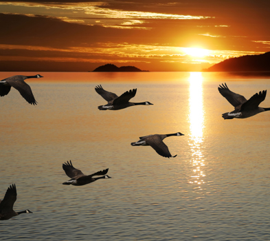 Migrating Canada Geese flying over a lake at sunrise 