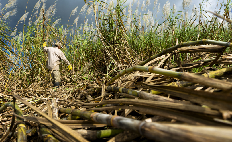 Harvesting sugarcane