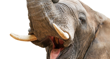 Closeup of elephant with mouth open.