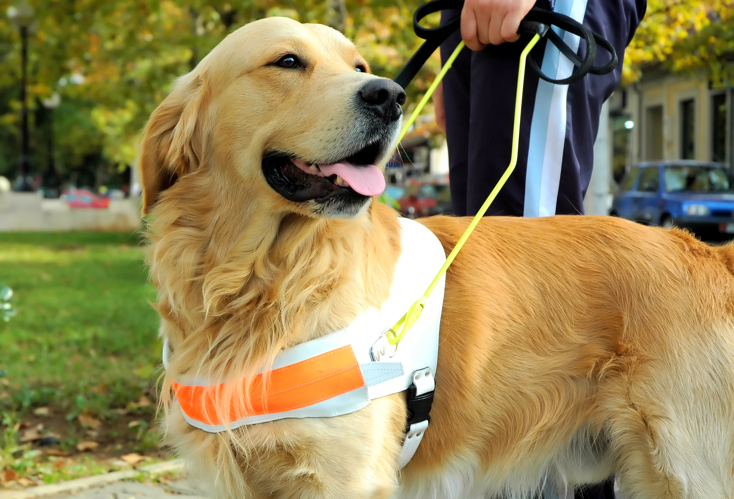 Celt the guide dog 