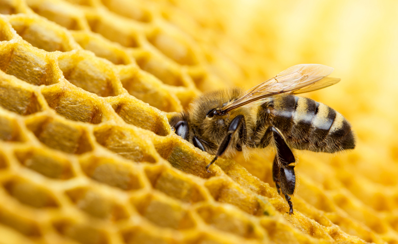Working bees on honeycomb 